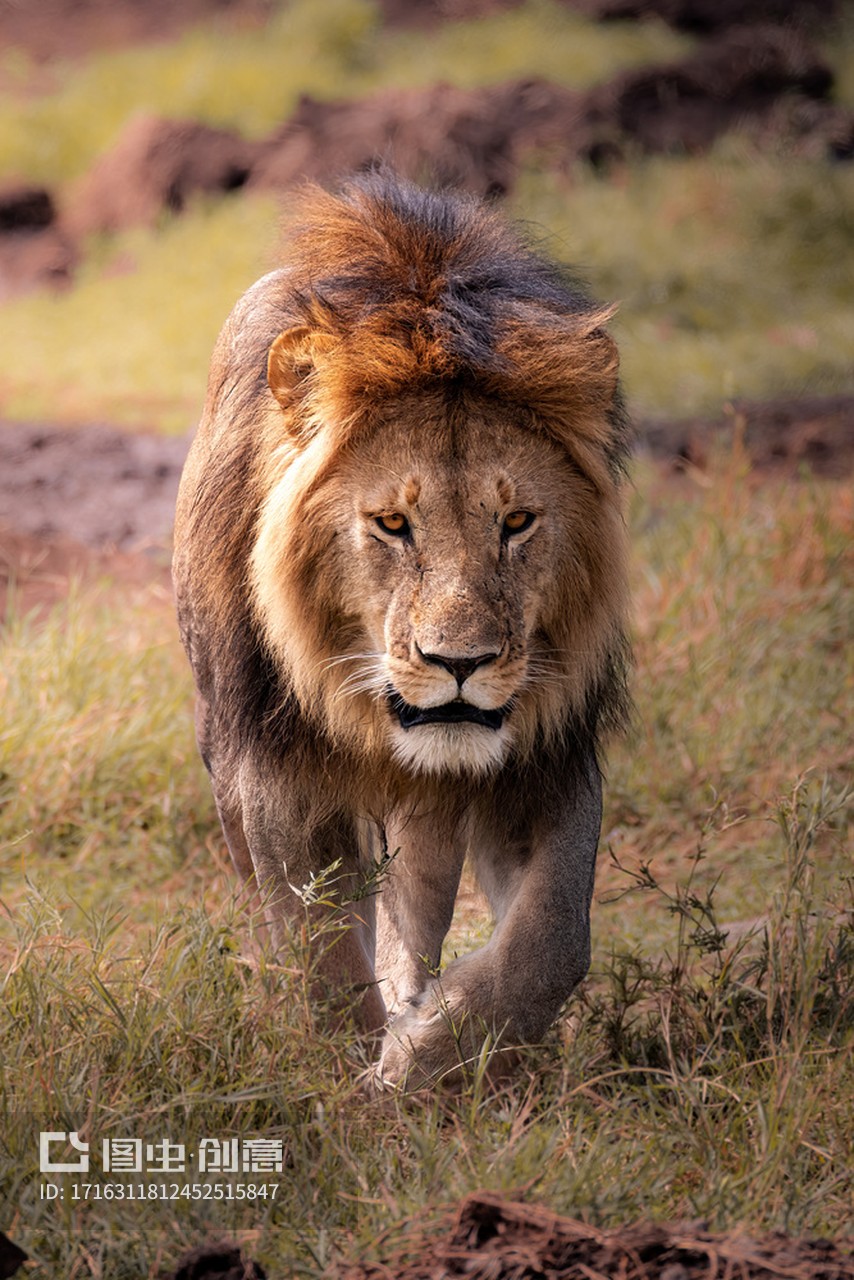非洲坦桑尼亚塞伦盖蒂平原国家公园野生雄狮辛巴在大草原上行走特写