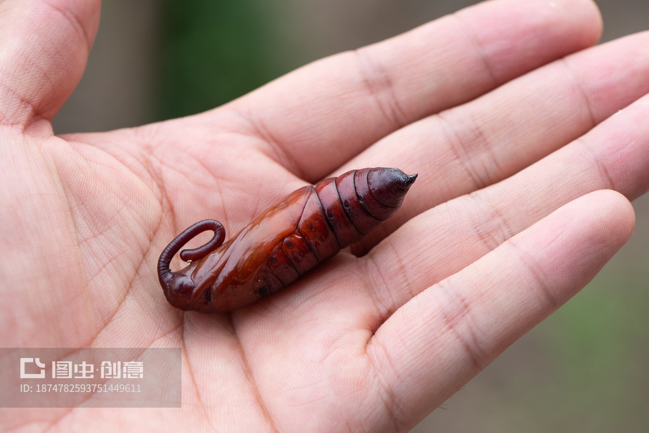 手上的豆天蛾蛹