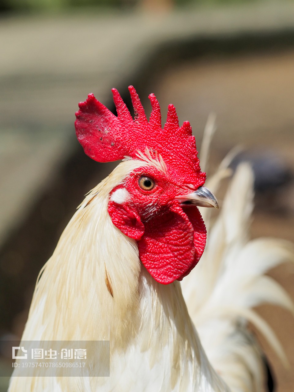 公鸡头部特写