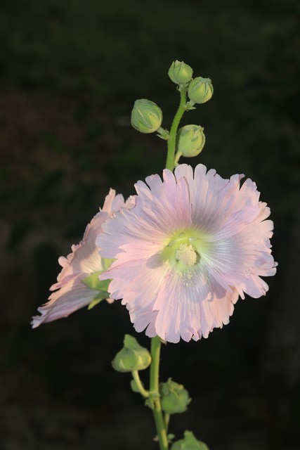 四个孩子的妈妈网红(网红被曝有孩子)
