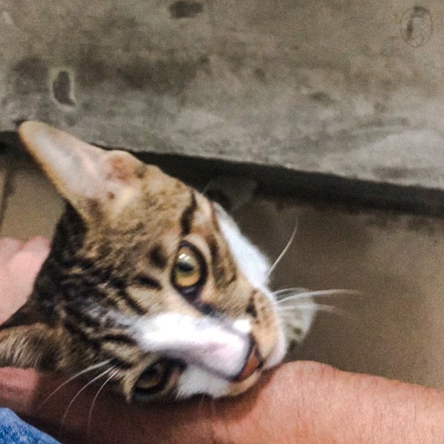 滋补阴阳两虚的中药(四味补阳中药)