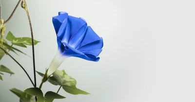 开花的蓝色牵牛花.